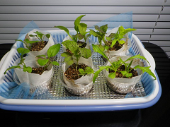 Resize of IMGP1019_thumb.png